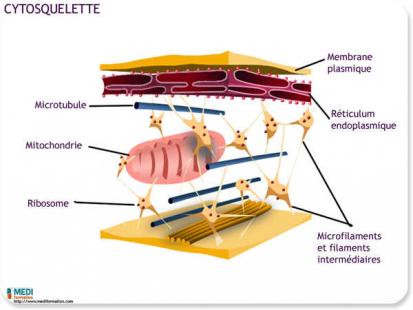 cytosquelette