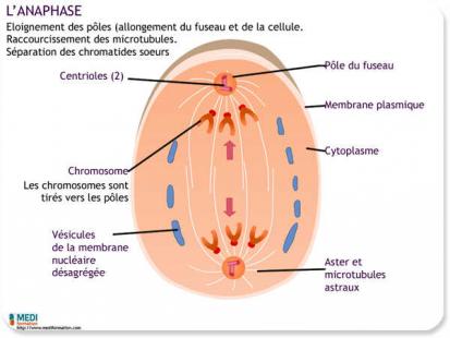 cours ifsi la cellule - L’anaphase